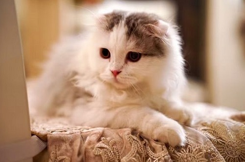猫粮哪个好，热门的猫粮品牌有哪些
